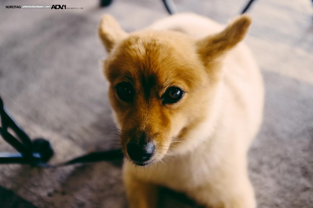 Name:  DSCF8246.jpg
Views: 44
Size:  43.2 KB