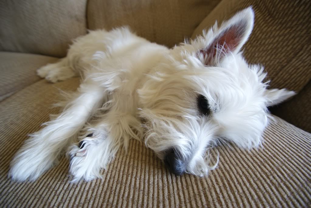 Name:  DSC03566.jpg
Views: 27
Size:  112.4 KB