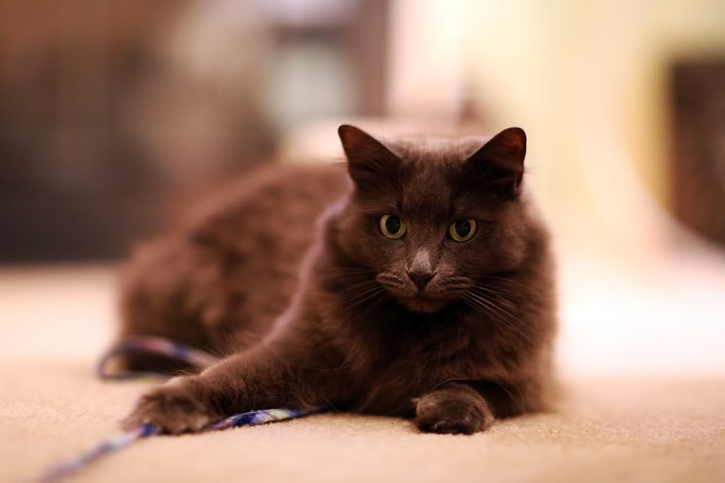 Name:  Pickles1-1.jpg
Views: 25
Size:  42.7 KB