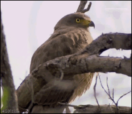 Name:  UBCVB.gif
Views: 26
Size:  2.00 MB