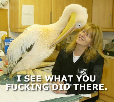 Name:  1251828129-i_see_what_you_****ing_did_there_bird.jpg
Views: 171
Size:  40.0 KB