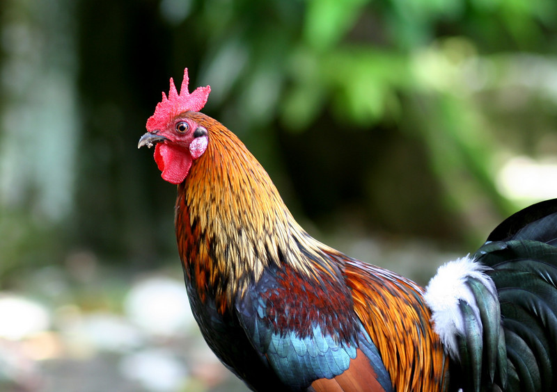 Name: rooster.jpg
Views: 144
Size: 122.8 KB