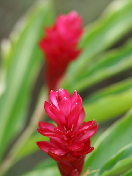 Name: flower.jpg
Views: 143
Size: 55.0 KB