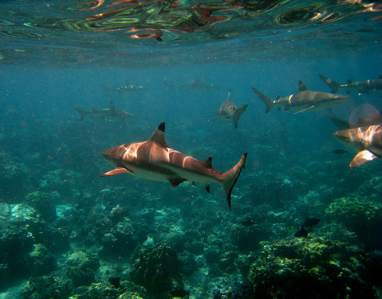 Name:  sharks.jpg
Views: 144
Size:  169.6 KB