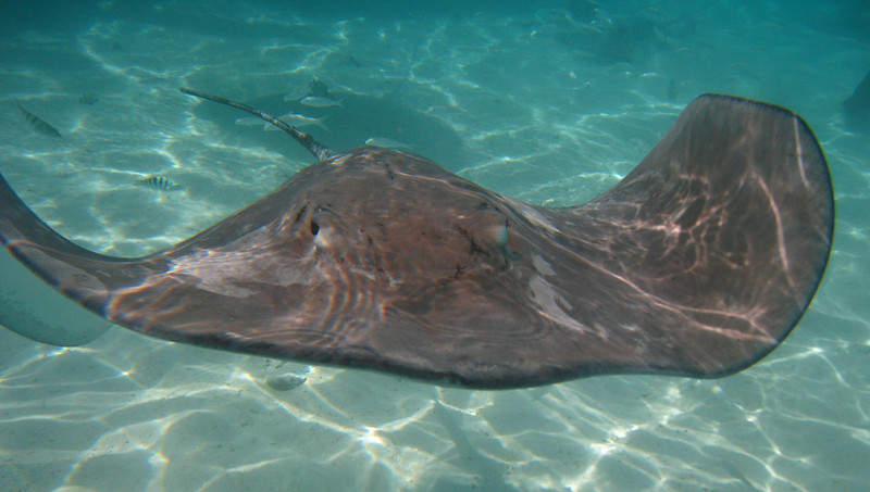 Name:  stringray.jpg
Views: 148
Size:  105.3 KB