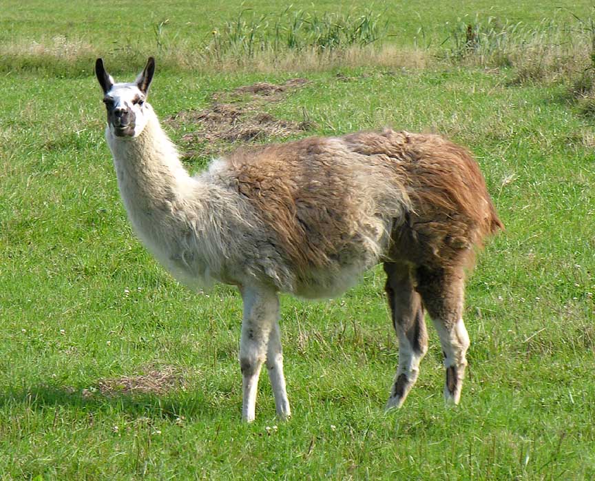 Name:  llama-1-large.jpg
Views: 991
Size:  140.7 KB
