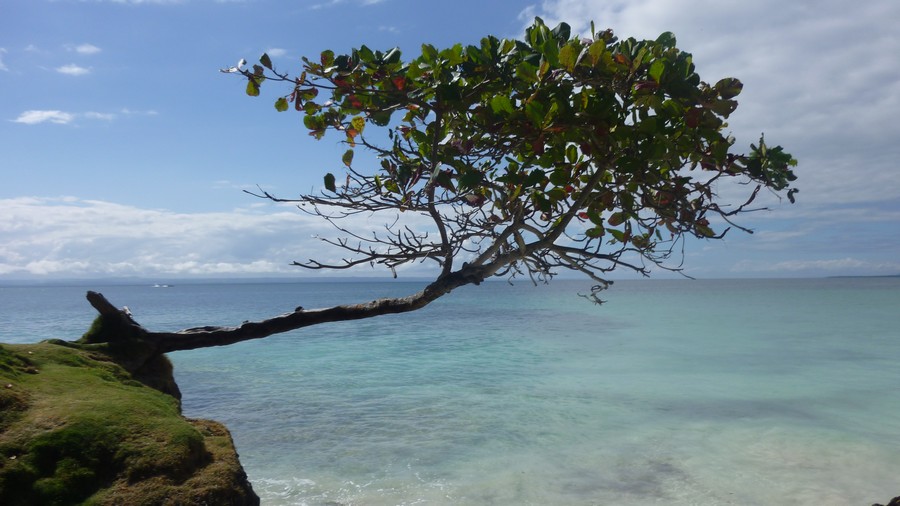 Name:  dom.jpg
Views: 631
Size:  138.8 KB