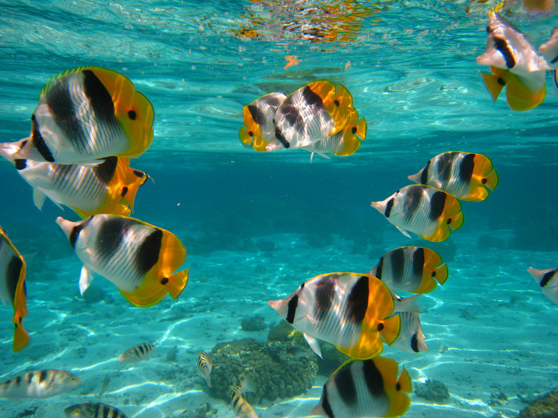 Name:  fish1.jpg
Views: 260
Size:  199.5 KB